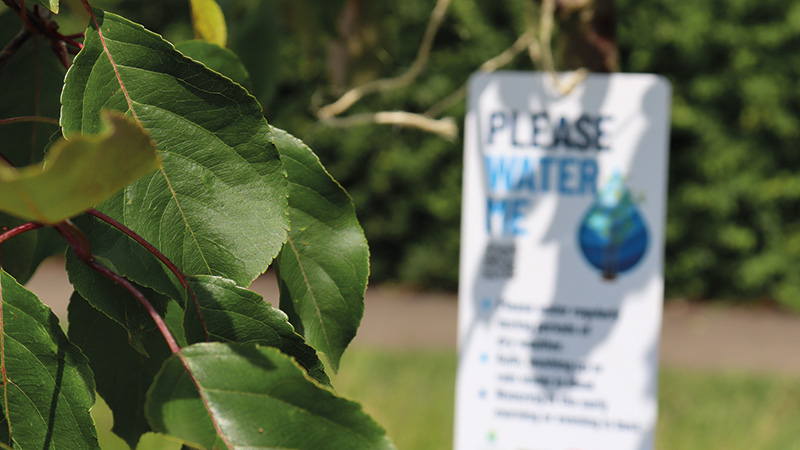 Watering Young Trees